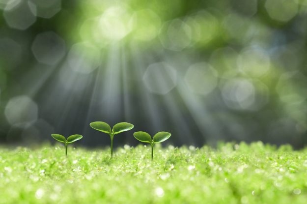 plant growth wood element